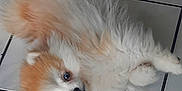 Apollon a rejoint le concours — aidez-le/la à gagner de superbes lots ! dog, pomeranian, fluffy, pet, indoor, floor, tile, cute, small_dog, animal, lying_down, looking_up, fur, companion, domestic, mammal, friendly, house_pet, adorable, relaxed