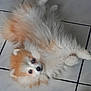 dog, pomeranian, fluffy, pet, indoor, floor, tile, cute, small_dog, animal, lying_down, looking_up, fur, companion, domestic, mammal, friendly, house_pet, adorable, relaxed