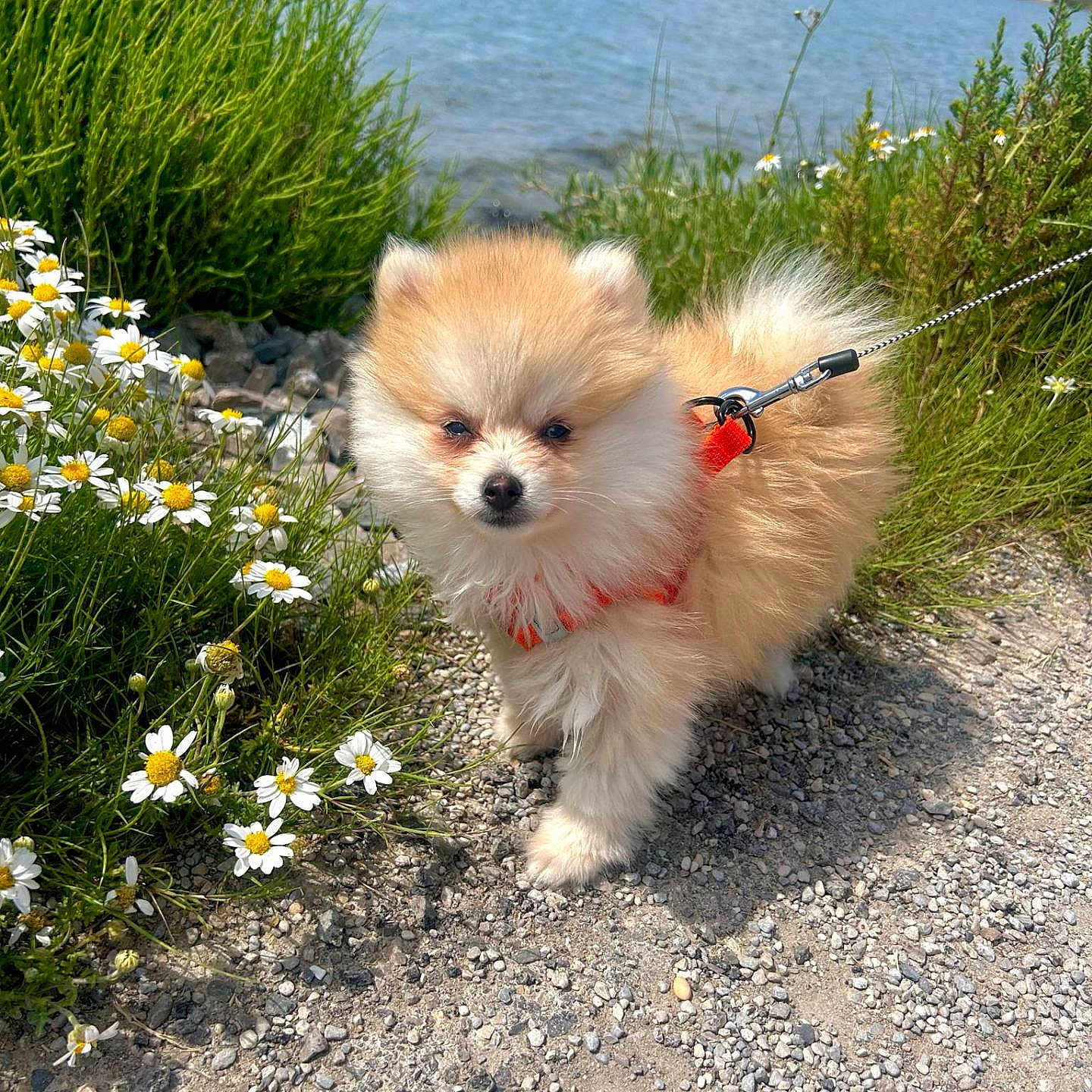 Apollon participe au concours pour gagner de l'argent avec cette photo : animal, blue_sky, cute, daisies, dog, fluffy, gravel_path, green_bushes, lake, nature, orange_harness, outdoor, pet, pomeranian, puppy, small_dog, sunny, walking, water, white_flowers