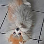 Apollon participe au concours pour gagner de l'argent avec cette photo : dog, fluffy, pet, floor, tile, cute, lying_down, looking_up, white, orange, small_dog, fur, playful, domestic_animal, animal, indoor, companion, adorable, relaxed, portrait