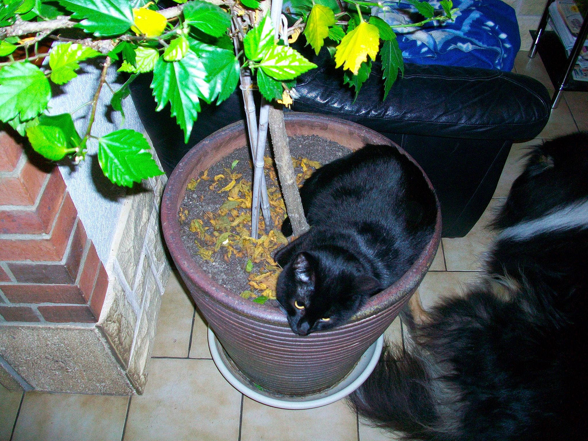 Many participe au concours pour gagner de l'argent avec cette photo : canidae, carnivore, cat, flower, flowerpot, herb, houseplant, plant