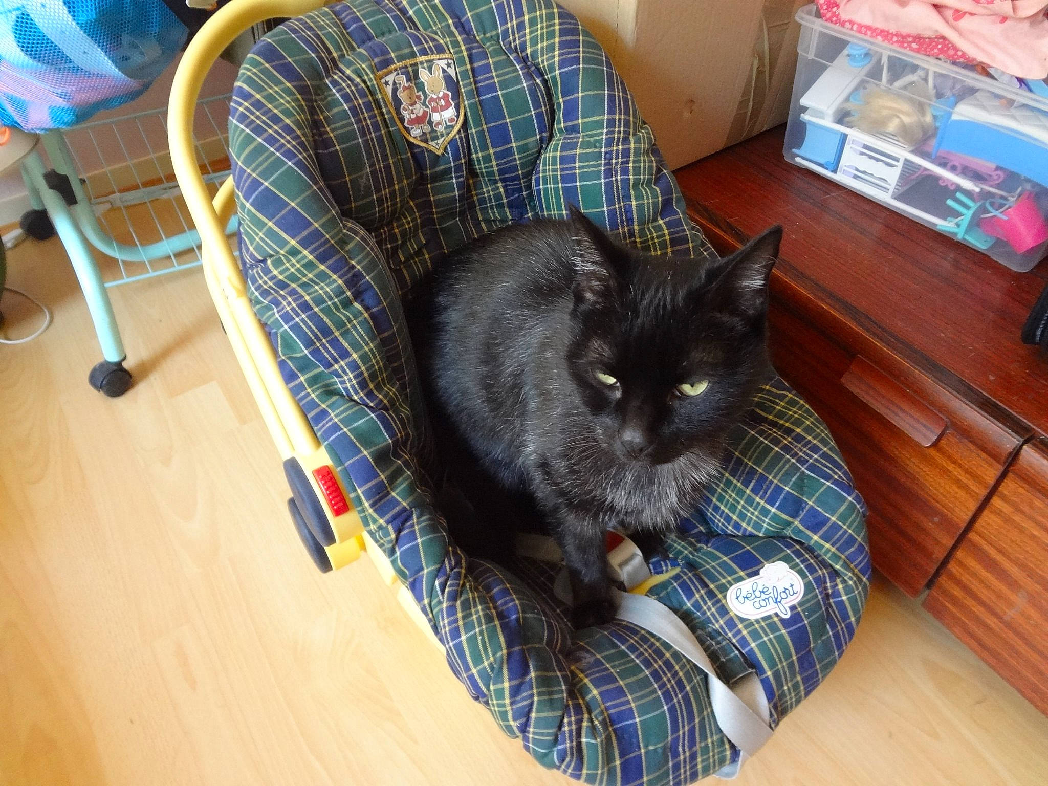 Many a rejoint le concours — aidez-le/la à gagner de superbes lots ! asian, black_cat, british_shorthair, carnivore, cat, cat_bed, chartreux, domestic_short_haired_cat, european_shorthair, felidae, fur, kitten, korat, mammal, nebelung, pattern, russian_blue, small_to_medium_sized_cats, tail, whiskers