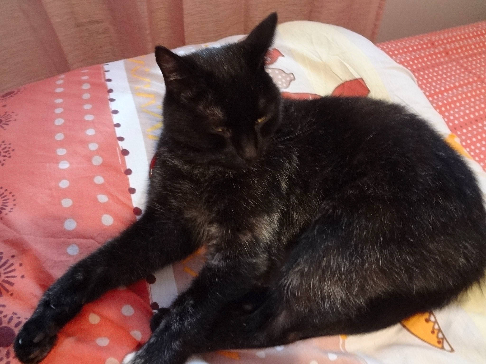 Many a rejoint le concours — aidez-le/la à gagner de superbes lots ! asian, black, black_cat, bombay, carnivore, cat, claw, domestic_short_haired_cat, felidae, fur, mammal, paw, small_to_medium_sized_cats, tail, vertebrate, whiskers