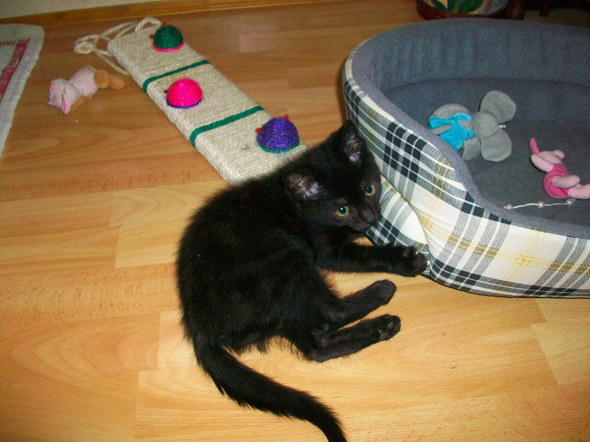 Many a rejoint le concours — aidez-le/la à gagner de superbes lots ! black_cat, carnivore, cat, cat_toy, domestic_short_haired_cat, felidae, floor, hardwood, kitten, small_to_medium_sized_cats, tail, whiskers