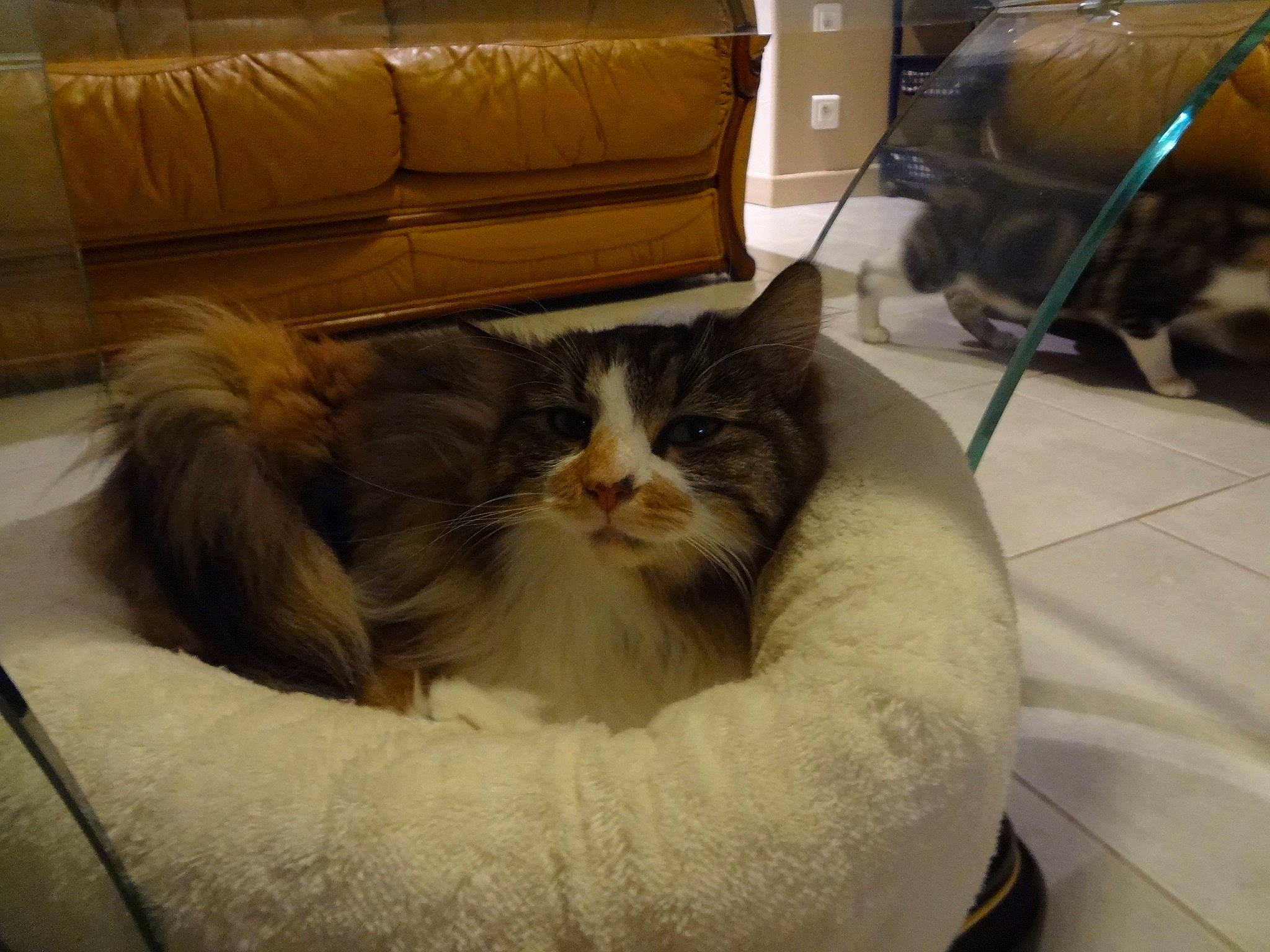 ioda participe au concours pour gagner de l'argent avec cette photo : bag, box, carnivore, cat, cat_bed, cat_supply, chair, comfort, couch, felidae, flooring, fur, hardwood, living_room, luggage_and_bags, mammal, room, small_to_medium_sized_cats, snout, whiskers