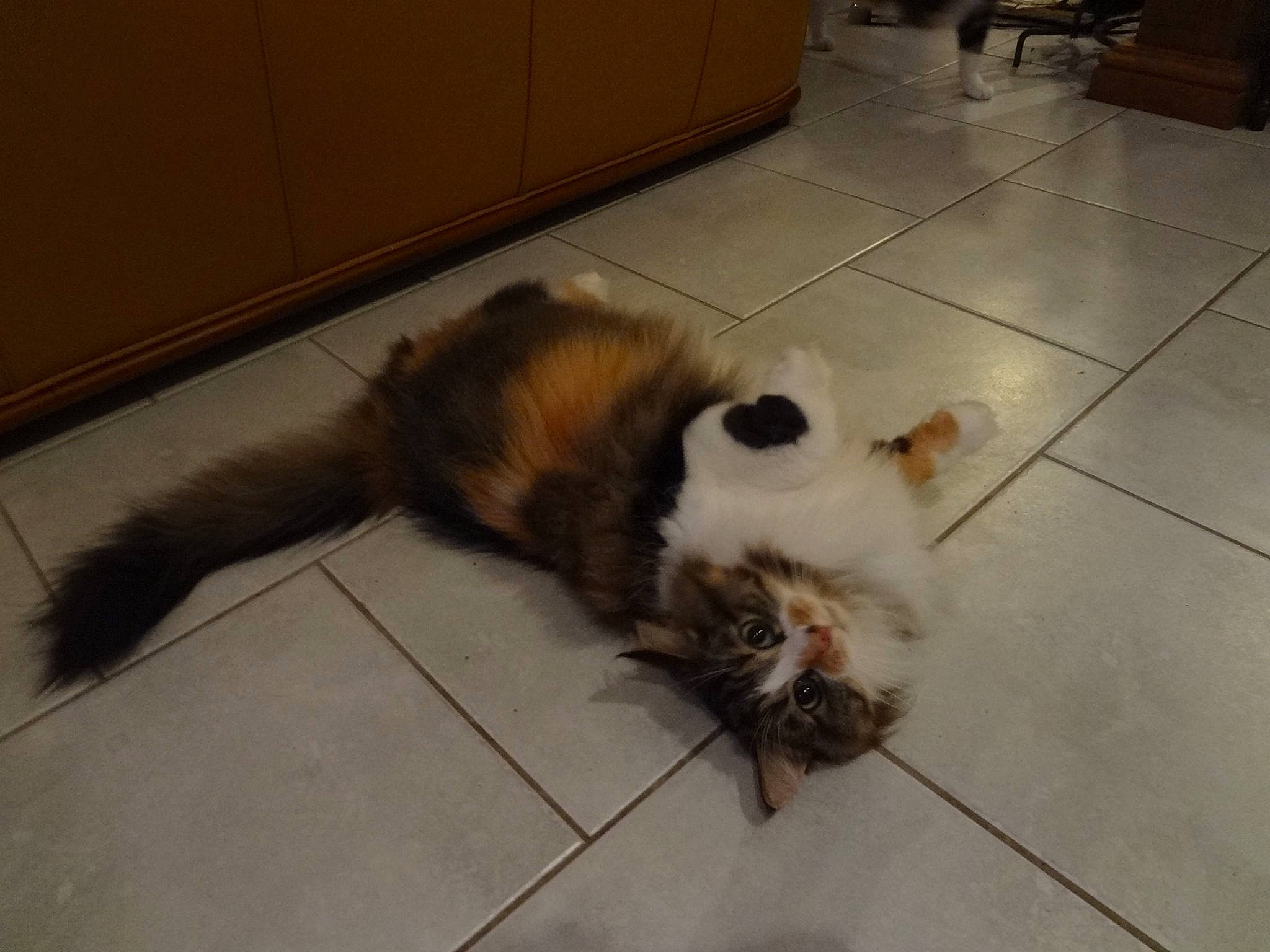 ioda a rejoint le concours — aidez-le/la à gagner de superbes lots ! canidae, carnivore, cat, dog_breed, felidae, floor, flooring, persian, small_to_medium_sized_cats, tail