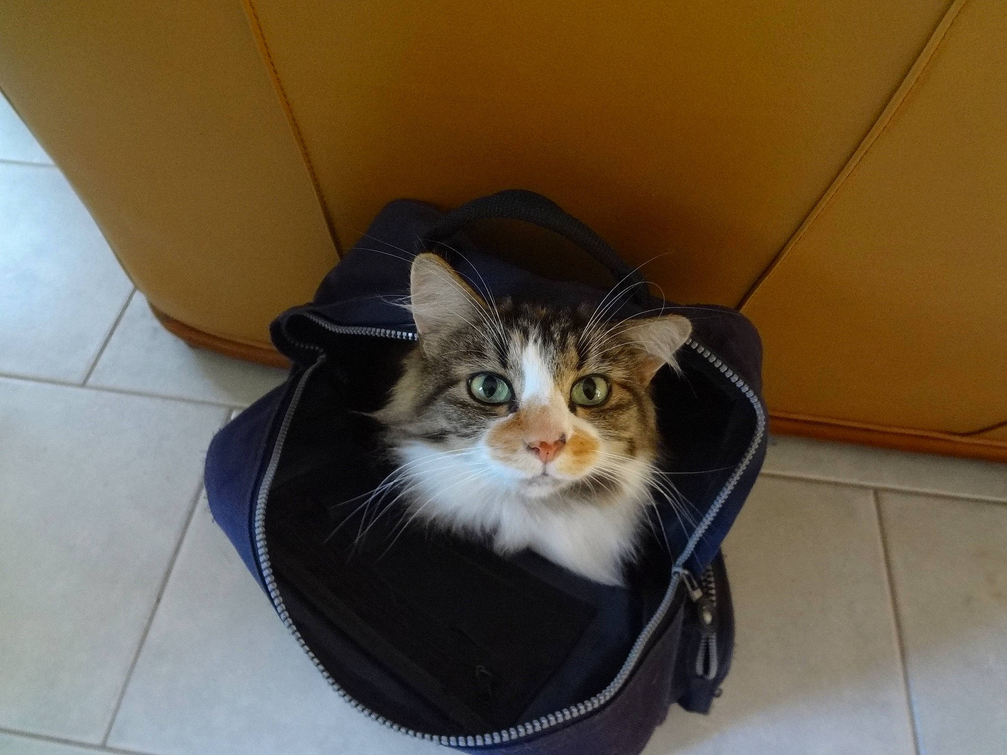 ioda a rejoint le concours — aidez-le/la à gagner de superbes lots ! box, cardboard, carnivore, cat, cat_supply, comfort, domestic_short_haired_cat, felidae, floor, flooring, fur, hardwood, pet_supply, shipping_box, small_to_medium_sized_cats, snout, tail, tile_flooring, whiskers, wood