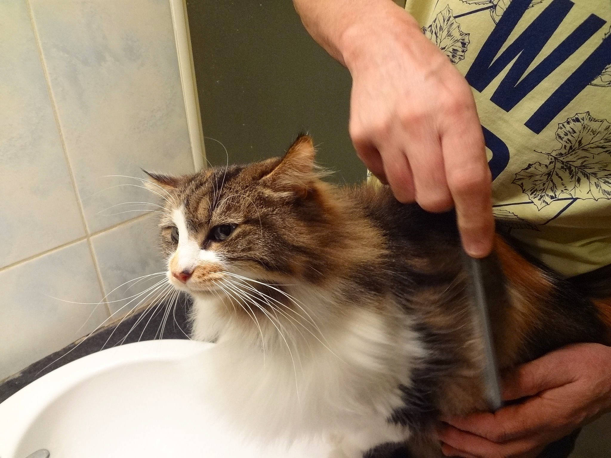 ioda participe au concours pour gagner de l'argent avec cette photo : aegean_cat, carnivore, cat, domestic_long_haired_cat, domestic_short_haired_cat, european_shorthair, felidae, fur, hand, kitten, norwegian_forest_cat, ragamuffin, small_to_medium_sized_cats, whiskers