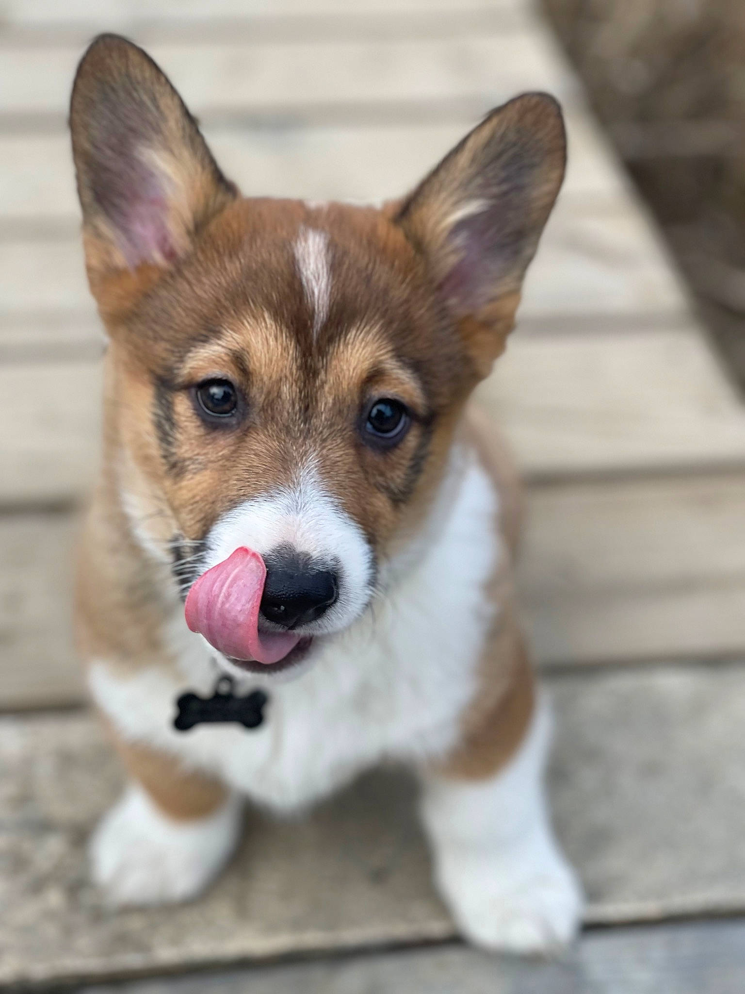 Biggie is registered to the contest to win money with this photo: ancient_dog_breeds, canidae, carnivore, collar, companion_dog, dog, dog_breed, fur, snout, terrestrial_animal, whiskers, working_animal