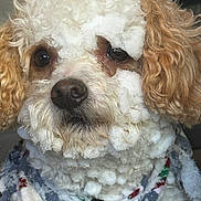 Bebe is registered to the contest to win money with this photo: animal, car_interior, close_up, curly_fur, cute, dog, ears, eyes, muzzle, nose, pet, portrait, scarf, small_dog, snow, snow_balls, texture, wet_fur, whiskers, winter