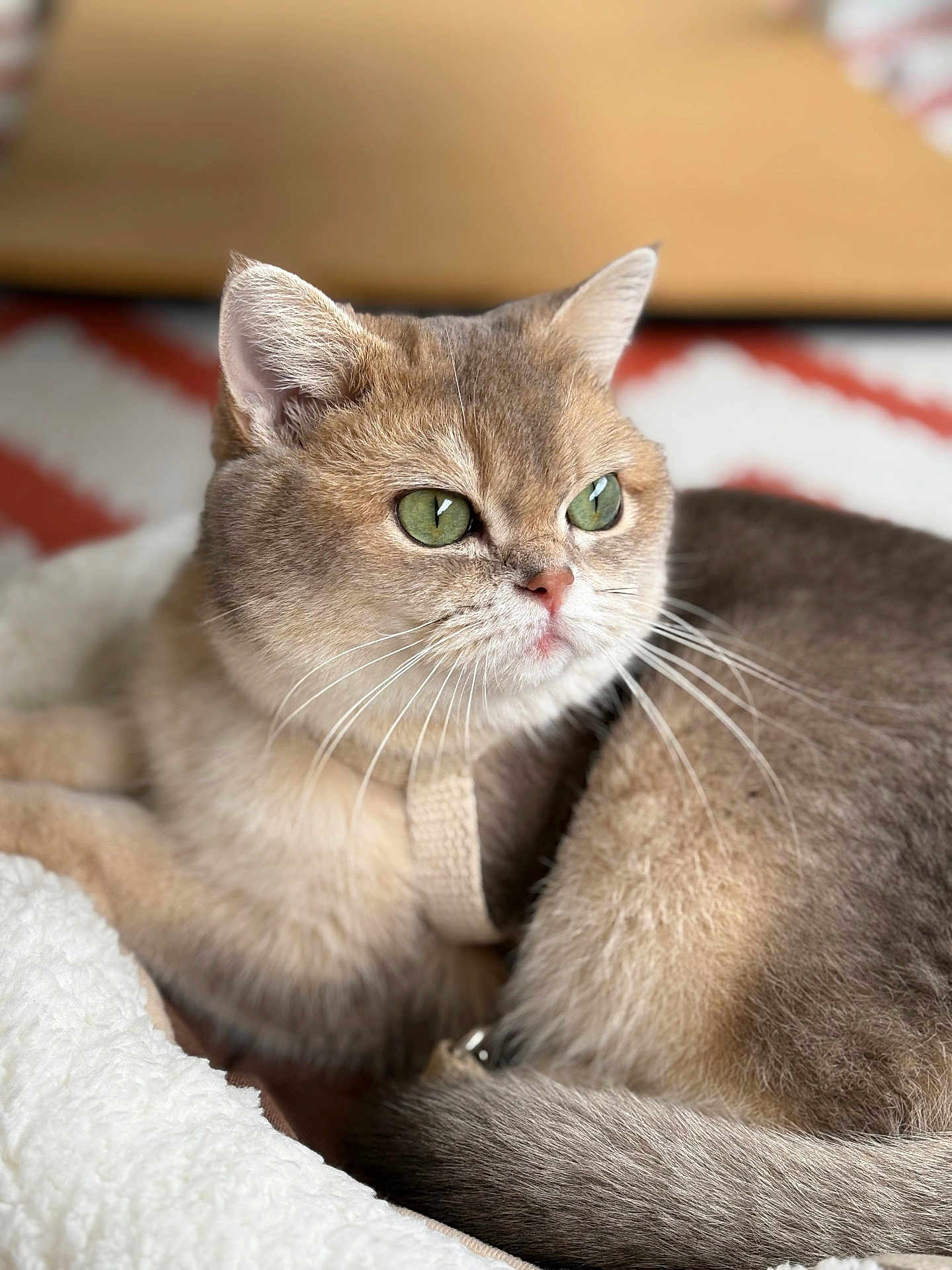 Vaiana participe au concours pour gagner de l'argent avec cette photo : cat, green_eyes, fur, pet, animal, whiskers, close_up, indoor, blanket, soft_texture, relaxed, cute, mammal, domestic_animal, resting, feline, cozy, portrait, focus, calm