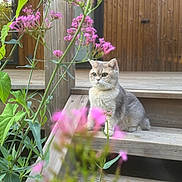 Vaiana a rejoint le concours — aidez-le/la à gagner de superbes lots ! cat, animal, pet, wooden_steps, flowers, pink_flowers, green_leaves, outdoor, nature, wooden_wall, fur, sitting, curious, calm, daylight, garden, plant, closeup, cute, domestic_cat