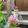 animal, calm, cat, closeup, curious, cute, daylight, domestic_cat, flowers, fur, garden, green_leaves, nature, outdoor, pet, pink_flowers, plant, sitting, wooden_steps, wooden_wall