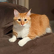 Bob a rejoint le concours — aidez-le/la à gagner de superbes lots ! cat, orange_cat, white_paws, feline, pet, indoor, couch, brown_couch, fur, whiskers, ears, cute, animal, domestic_cat, relaxed, looking, portrait, mammal, soft_fur, curious