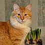 Bob a rejoint le concours — aidez-le/la à gagner de superbes lots ! cat, orange_cat, fluffy_fur, indoor, plant, pot, greenery, pet, feline, close_up, portrait, cute, whiskers, ears, eyes, domestic_animal, fur, animal, nature, decor
