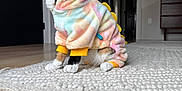 Kira is registered to the contest to win money with this photo: cat, calico, pet, animal, costume, onesie, dinosaur, pastel_colors, indoor, rug, floor, home, furniture, door, collar, whiskers, ears, paws, cute, cozy