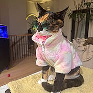 Kira joined the competition — help win amazing prizes! cat, calico_cat, sunglasses, pink_jacket, pet, indoor, cozy, fashion, portrait, paws, blanket, table, collar, bell, fur, home, plant, living_room, cute, accessory