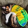 Kira is registered to the contest to win money with this photo: blanket, brazil, calico_cat, cat, closeup, cozy, curled_up, domestic_cat, ears, fabric, fur, green, jersey, nap, pet, sleeping, sportswear, texture, whiskers, yellow