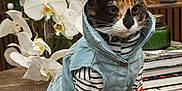 Kira is registered to the contest to win money with this photo: cat, calico_cat, kitten, pet, clothing, denim_vest, striped_sweater, heart_patch, whiskers, paws, fur, sitting, table, flowers, orchids, roses, books, indoor, portrait, accessory