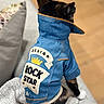 Kira joined the competition — help win amazing prizes! animal, black, calico, cat, clothing, couch, cute, denim_jacket, fashion, fur, furniture, indoor, orange, patch, pet, sitting, sofa, stylish, text, white
