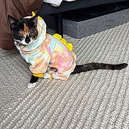 Kira is registered to the contest to win money with this photo: cat, calico_cat, pet, animal, hoodie, clothing, indoor, carpet, bed, bedding, pastel_colors, yellow_spikes, textured_rug, feline, cute, costume, sitting, curious, cozy, calm