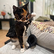 Kira is registered to the contest to win money with this photo: accessory, animal, black_outfit, calico_cat, cat, couch, cozy, cute, decor, domestic_animal, fashion, furniture, home, indoor, living_room, pet, plant, relaxed, sunglasses, whiskers