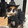 Kira is registered to the contest to win money with this photo: accessory, big_eyes, black_outfit, calico_cat, cat, collar, costume, couch, cowboy_hat, cute, fashion, feline, hat, indoor, jewelry, pet, portrait, sofa, tulle, whiskers