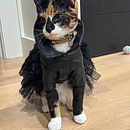Kira joined the competition — help win amazing prizes! bell, black_tutu, calico_cat, cat, collar, costume, doorway, ears, hardwood_floor, indoor, jewelry, leather_jacket, outfit, paws, pendant, pet, portrait, toy_ball, whiskers, white_paws