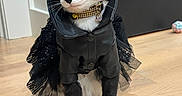 Kira joined the competition — help win amazing prizes! bell, black_tutu, calico_cat, cat, collar, costume, doorway, ears, hardwood_floor, indoor, jewelry, leather_jacket, outfit, paws, pendant, pet, portrait, toy_ball, whiskers, white_paws