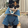 Kira is registered to the contest to win money with this photo: animal, bell, blue_jacket, calico_cat, cat, collar, couch, cozy, curtains, cute, domestic_cat, fashion, furniture, indoor, pet, pet_clothing, plant, portrait, sunglasses, whiskers