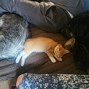 Joni Ely joined the competition — help win amazing prizes! kitten, dog, sleeping, blanket, fur, cozy, resting, indoor, pet, animal, orange_kitten, black_dog, gray_dog, paw, floral_skirt, foot, soft_texture, companion, relaxation, nap