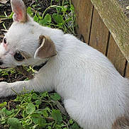 Gracie is registered to the contest to win money with this photo: