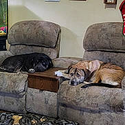 Peppi joined the competition — help win amazing prizes! animal, architecture, armchair, building, canine, chair, clothing, couch, dog, dogbed, furniture, hosiery, hound, indoors, interiordesign, livingroom, pet, puppy, room, sock