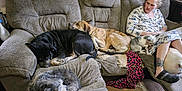 Peppi is registered to the contest to win money with this photo: adult, animal, armchair, canine, chair, clothing, couch, dog, face, female, footwear, furniture, head, person, pet, recliner, sitting, skin, tattoo, woman