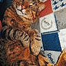 cat, tabby, sleeping, pet, fur, whiskers, closeup, cozy, relaxed, paw, indoor, blanket, pattern, striped, cute, animal, mammal, resting, feline, domestic