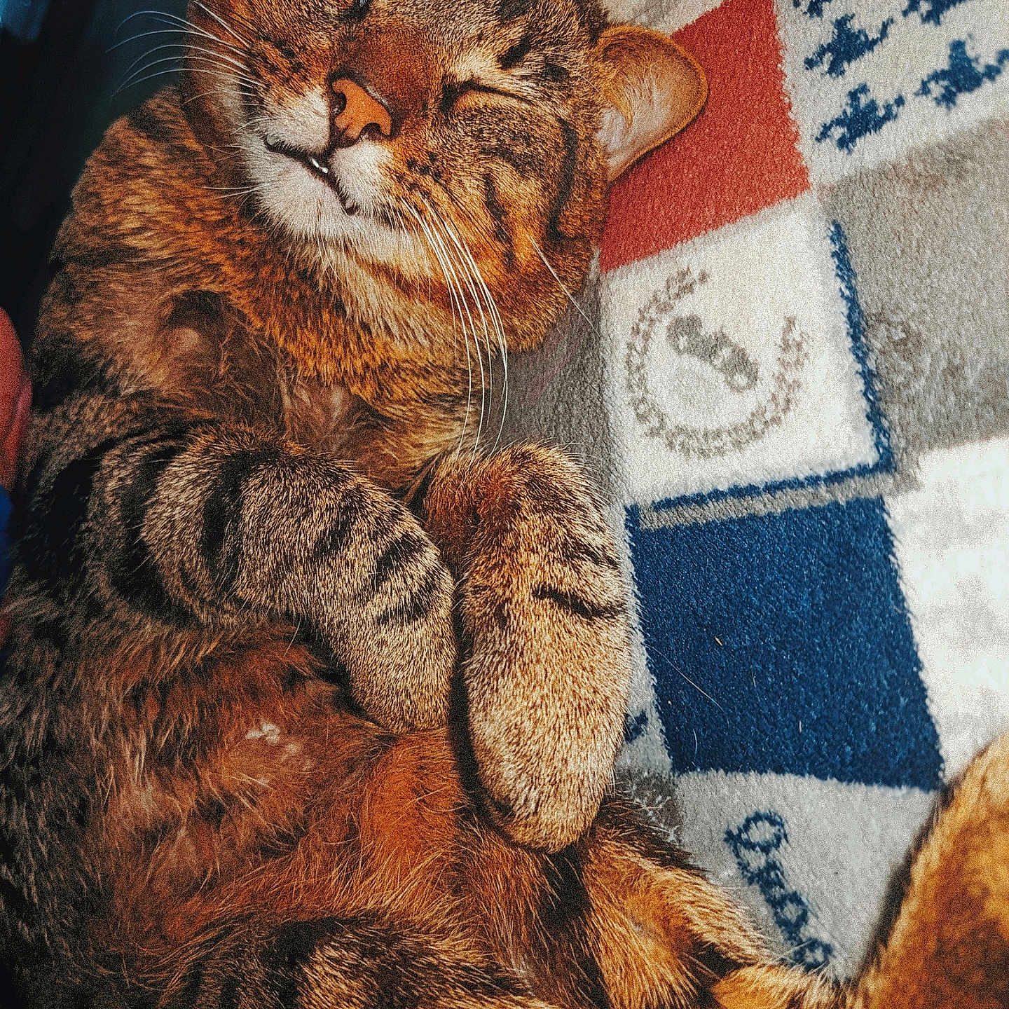 Grillo participe au concours pour gagner de l'argent avec cette photo : cat, tabby, sleeping, pet, fur, whiskers, closeup, cozy, relaxed, paw, indoor, blanket, pattern, striped, cute, animal, mammal, resting, feline, domestic