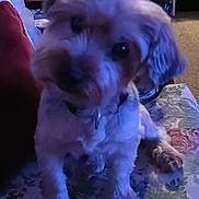 Tay Tay joined the competition — help win amazing prizes! animal, carpet, companion, cozy, curious, cushion, cute, dog, domestic, fluffy, furniture, furry, home, indoor, indoor_lighting, looking_up, pet, portrait, sitting, small_dog