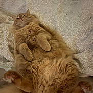 Charlie joined the competition — help win amazing prizes! cat, orange_cat, fluffy, lying_down, relaxed, pet, feline, cozy, blanket, indoor, cute, paws, fur, whiskers, resting, animal, mammal, domestic, sleepy, comfort