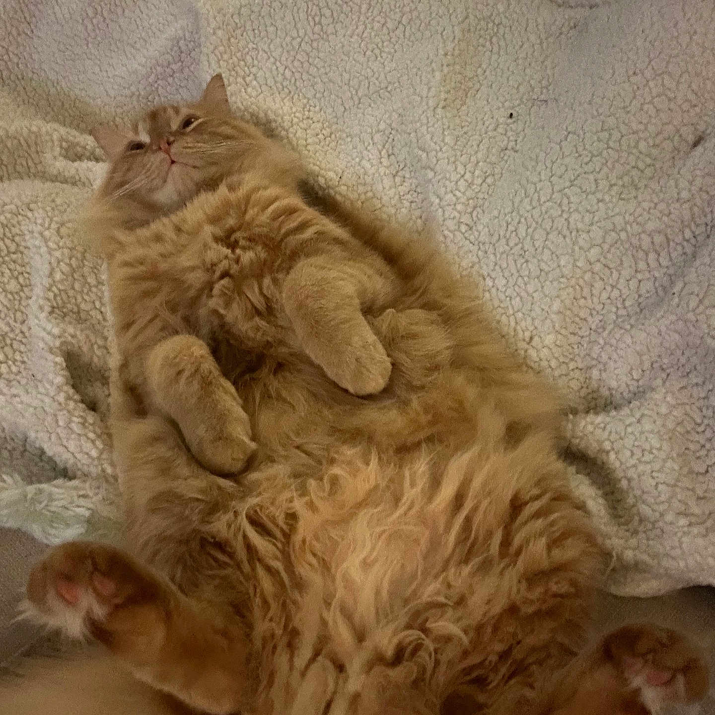 Charlie joined the competition — help win amazing prizes! animal, blanket, cat, comfort, cozy, cute, domestic, feline, fluffy, fur, indoor, lying_down, mammal, orange_cat, paws, pet, relaxed, resting, sleepy, whiskers