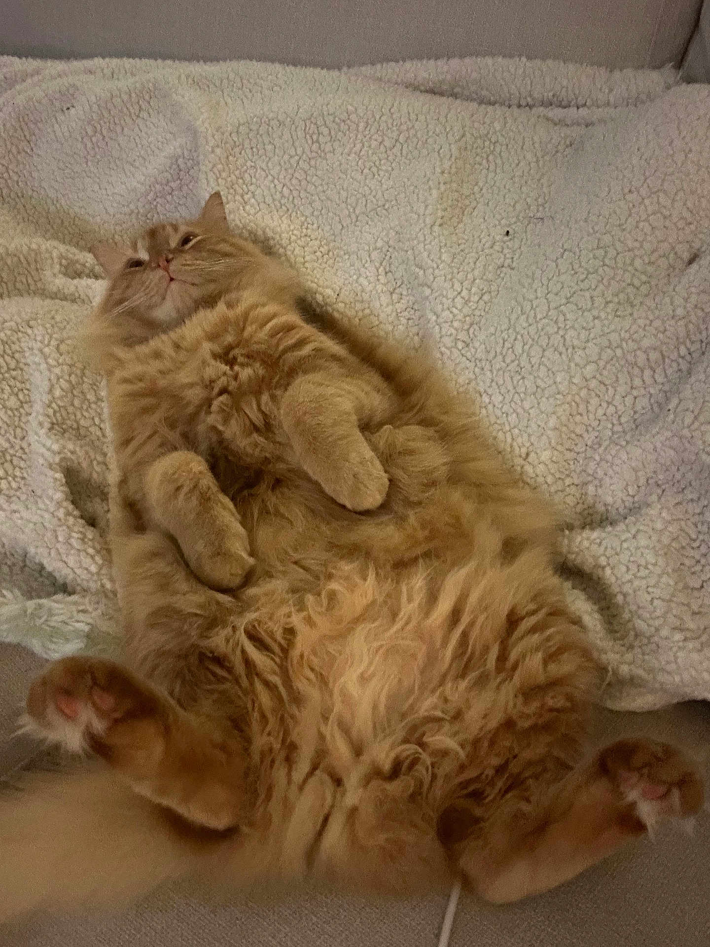 Charlie joined the competition — help win amazing prizes! cat, orange_cat, fluffy, lying_down, relaxed, pet, feline, cozy, blanket, indoor, cute, paws, fur, whiskers, resting, animal, mammal, domestic, sleepy, comfort