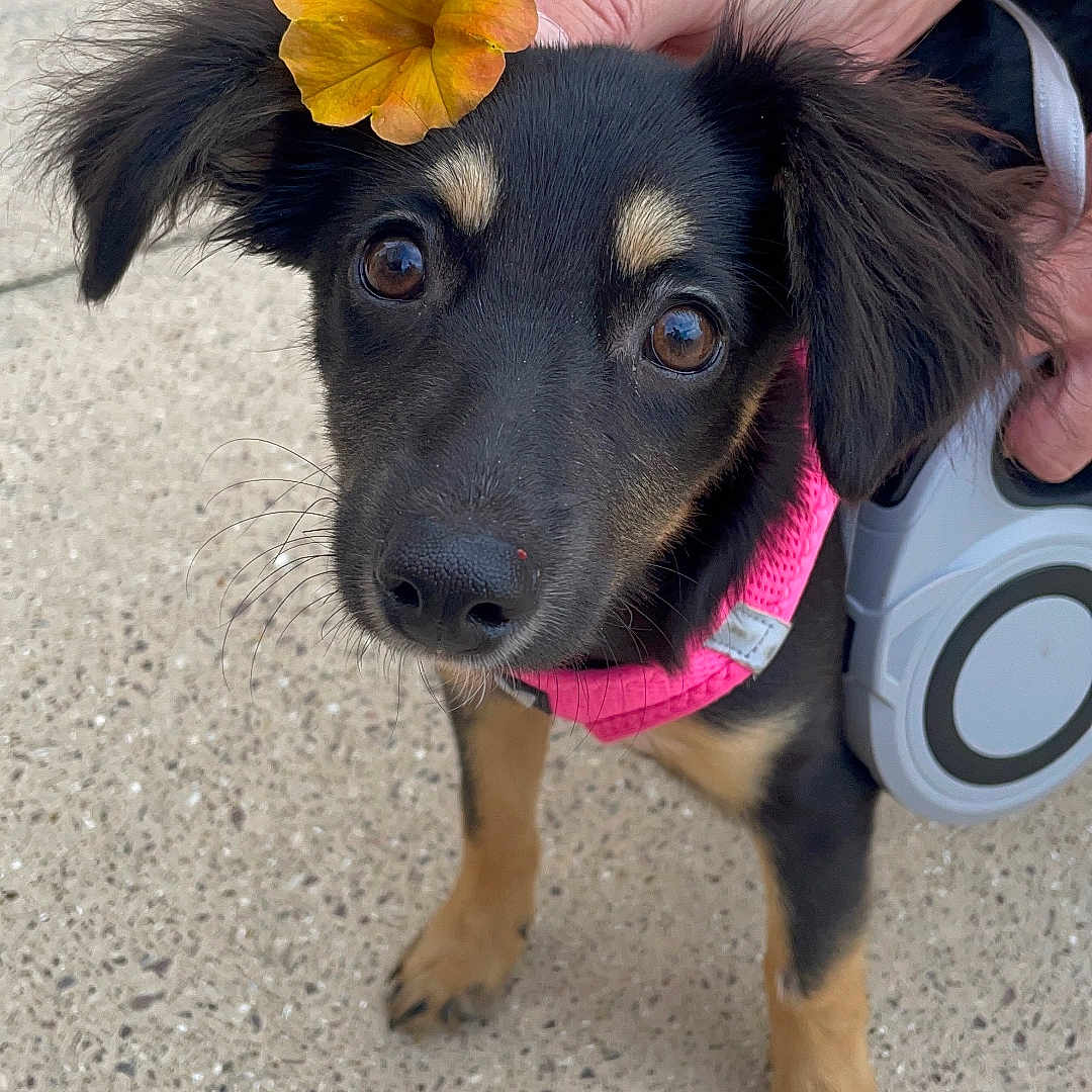 Lya participe au concours pour gagner de l'argent avec cette photo : adorable, animal, black_fur, brown_eyes, close_up, concrete, cute, dog, ear_flower, flower, hand, looking_up, outdoor, pet, pet_accessory, pink_harness, puppy, tan_paws, tattoo, whiskers