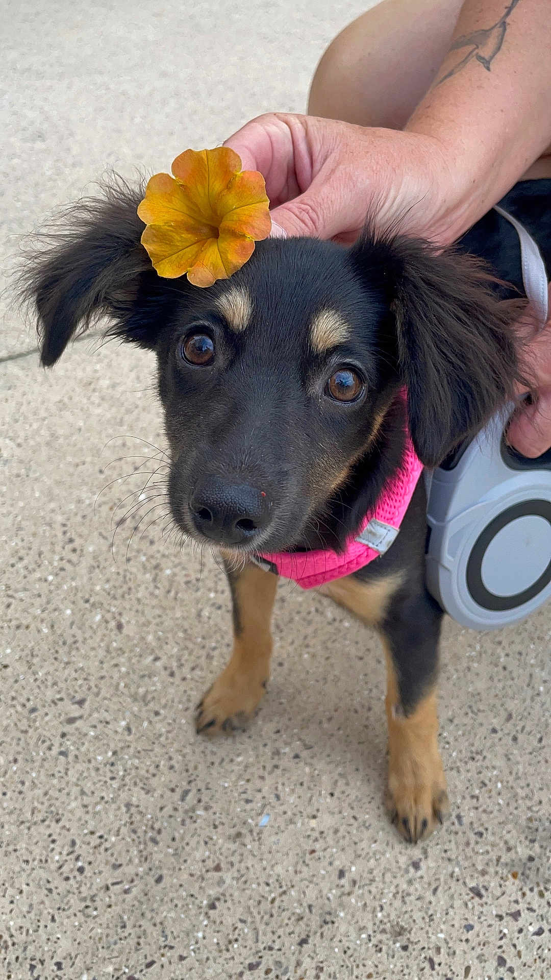 Lya participe au concours pour gagner de l'argent avec cette photo : dog, puppy, flower, pink_harness, ear_flower, pet, animal, outdoor, concrete, hand, tattoo, cute, close_up, brown_eyes, black_fur, tan_paws, whiskers, looking_up, adorable, pet_accessory