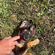 Lya participe au concours pour gagner de l'argent avec cette photo : puppy, dog, grass, playful, ears, paw, person, hand, sunlight, outdoor, nature, animal, cute, pet, young, happy, nibble, fun, ground, summer