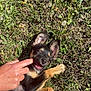 puppy, dog, grass, playful, ears, paw, person, hand, sunlight, outdoor, nature, animal, cute, pet, young, happy, nibble, fun, ground, summer