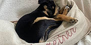 Lya a rejoint le concours — aidez-le/la à gagner de superbes lots ! puppy, dog, sleeping, blanket, pillow, curled_up, black_and_tan, cozy, resting, indoors, soft_texture, fur, canine, cute, nap, home, comfort, relaxation, animal, pet