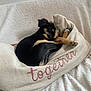 puppy, dog, sleeping, blanket, pillow, curled_up, black_and_tan, cozy, resting, indoors, soft_texture, fur, canine, cute, nap, home, comfort, relaxation, animal, pet