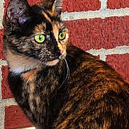 Tux is registered to the contest to win money with this photo: animal, brick_wall, cat, closeup, domestic_cat, dry_food, ears, feline, food_bowl, fur, green_eyes, looking_away, natural_light, outdoor, pet, side_view, sitting, texture, tortoiseshell, whiskers