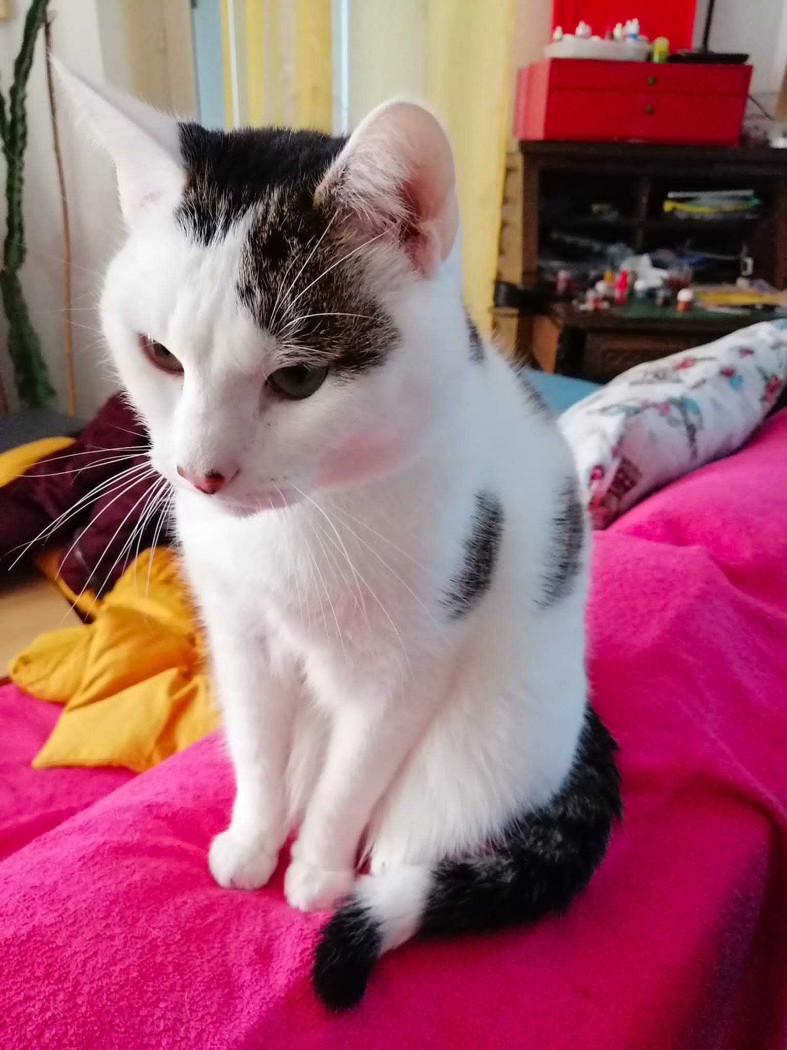 Jumbo participe au concours pour gagner de l'argent avec cette photo : bookcase, box, carnivore, cat, claw, comfort, domestic_short_haired_cat, felidae, foot, fur, human_leg, linens, paw, sitting, small_to_medium_sized_cats, snout, tail, whiskers