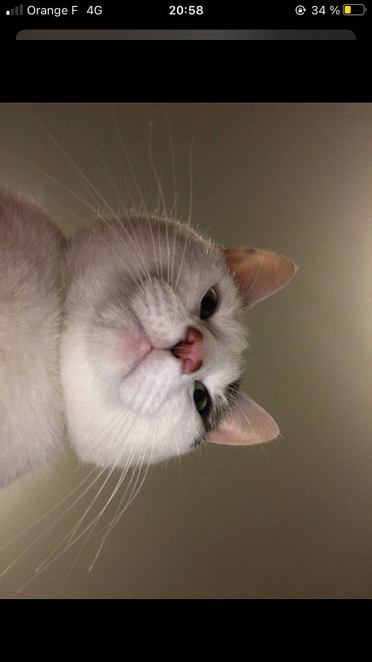 Jumbo a rejoint le concours — aidez-le/la à gagner de superbes lots ! carnivore, cat, claw, comfort, domestic_short_haired_cat, ear, fawn, felidae, fur, paw, photo_caption, small_to_medium_sized_cats, tail, terrestrial_animal, whiskers