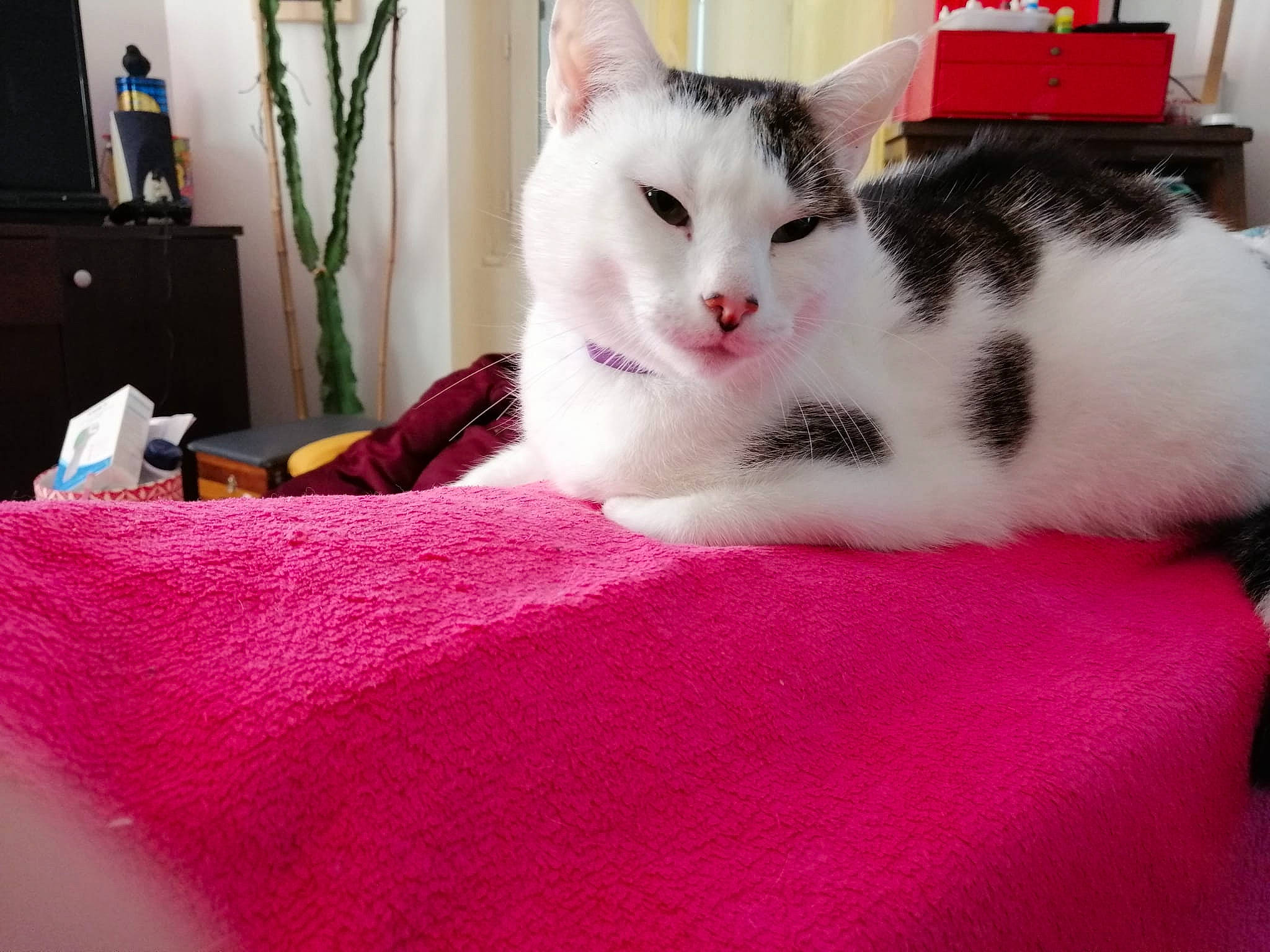 Jumbo a rejoint le concours — aidez-le/la à gagner de superbes lots ! bed, cabinetry, carnivore, cat, chest_of_drawers, comfort, domestic_short_haired_cat, felidae, fur, houseplant, linens, magenta, paw, pink, plant, small_to_medium_sized_cats, snout, tail, television, whiskers